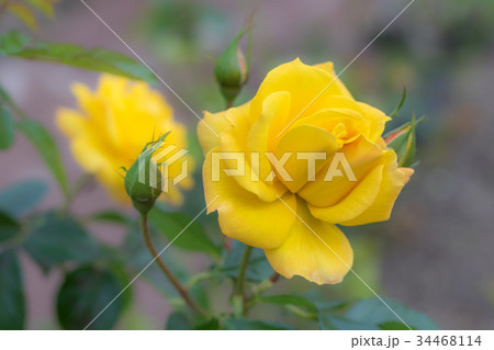 Goldmarie; Floribunda Rose, Yellow Rose  34468114
