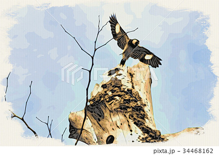 Woodblock Printing; The Acorn Woodpicker  34468162