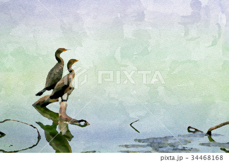Watercolor Painting; The Double-Crested  34468168