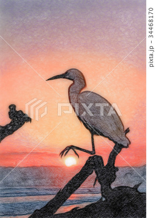 Colored Pencil Drawing; The Snowy Egret  34468170