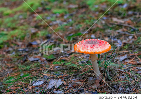 Red poisonous Amanita mushroom 34468254