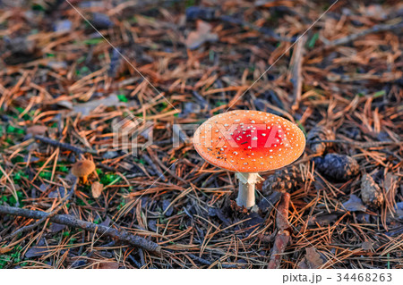Red poisonous Amanita mushroom Red poisonous Amanita mushroom 34468263