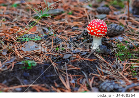 Red poisonous Amanita mushroom 34468264
