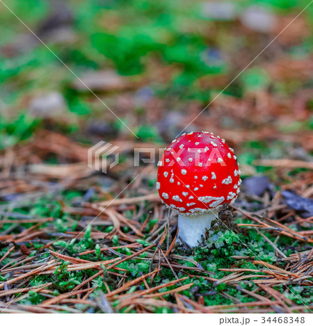 Red poisonous Amanita mushroom Red poisonous Amanita mushroom 34468348