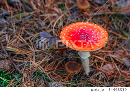 Red poisonous Amanita mushroom 34468359