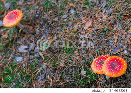 Red poisonous Amanita mushrooms 34468363