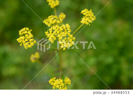 オミナエシ 34468553