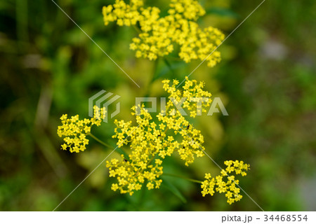 オミナエシ 34468554