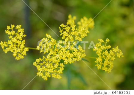 オミナエシ 34468555