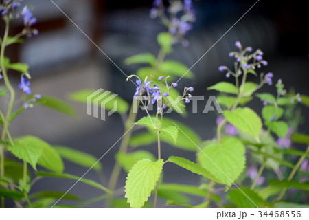 カリガネソウ 34468556