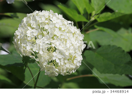 紫陽花　アナベル 34468914