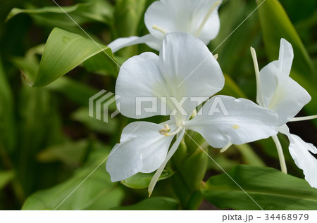 ハナシュクシャ・花縮紗 34468979