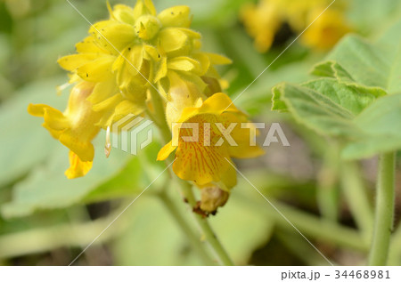 キバナツノゴマ・黄花角胡麻 キバナツノゴマ・黄花角胡麻 34468981