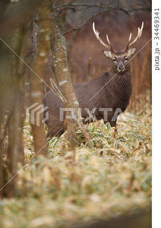 オスのエゾシカ(北海道) オスのエゾシカ(北海道) 34469341
