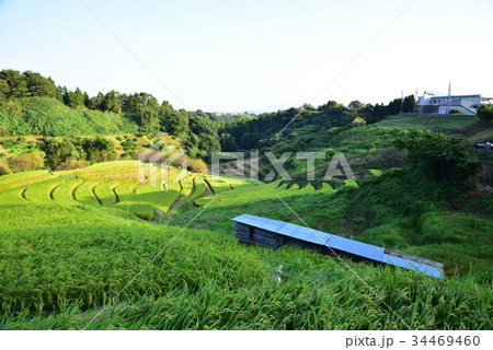 千早赤阪村　棚田の風景 34469460