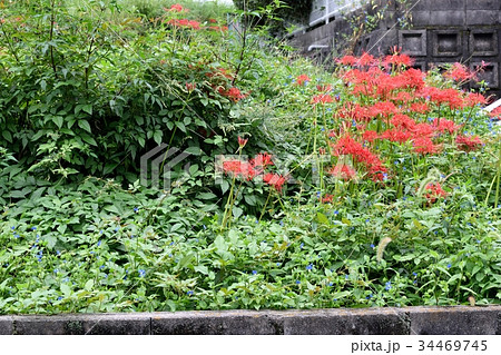 彼岸花（ヒガンバナ） 34469745