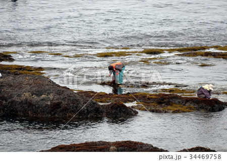 ふのり ふのり 34469758