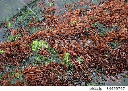 ふのり 34469767