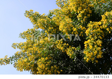 ハナセンナ21 ハナセンナ21 34470133