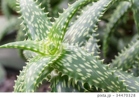 多肉植物 34470328