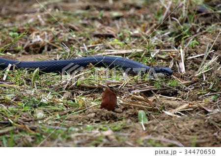 日本の蛇の写真素材