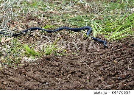 日本の蛇の写真素材