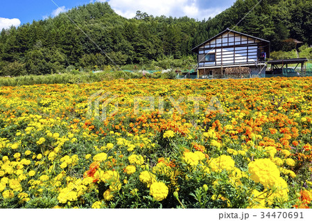 花畑と農家 花畑と農家 34470691