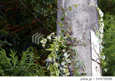 シマヘビ 34470696