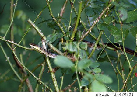 シマヘビ 34470701