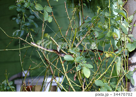 シマヘビ シマヘビ 34470702