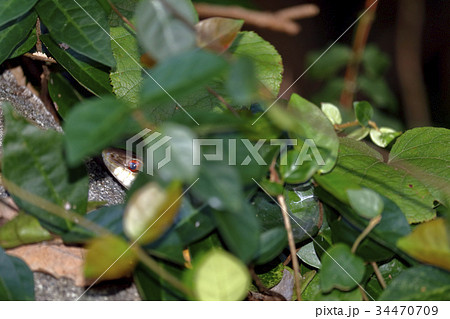 シマヘビ シマヘビ 34470709