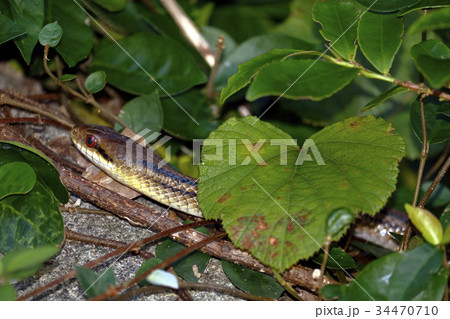 シマヘビ シマヘビ 34470710