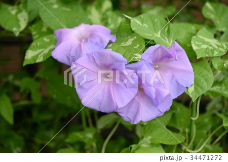 アサガオ252 34471272