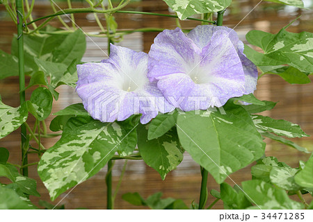 アサガオ257 34471285