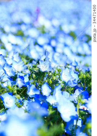 公園のネモフィラ♪ 34471400