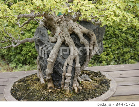 根上がり盆栽 34471725