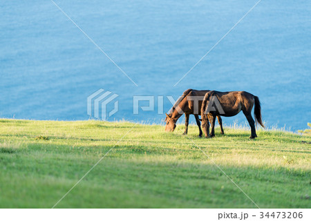 〈都井岬〉御崎馬に差す朝日 34473206