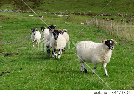 スコットランド スカイ島の羊/sheep/Scotland スコットランド スカイ島の羊/sheep/Scotland 34473336
