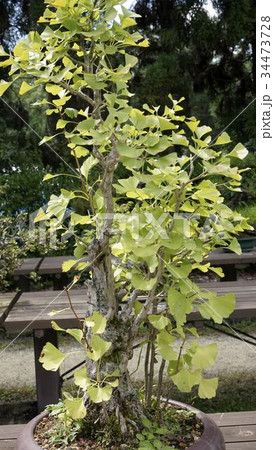 イチョウ 銀杏 盆栽の写真素材
