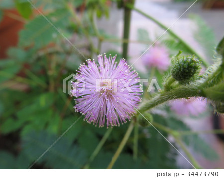 オジギソウの花の写真素材