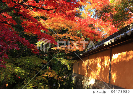 秋の湖東三山西明寺 秋の湖東三山西明寺 34473989