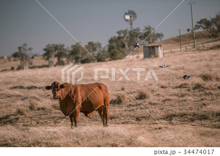 Cow and a windmill in the country 34474017