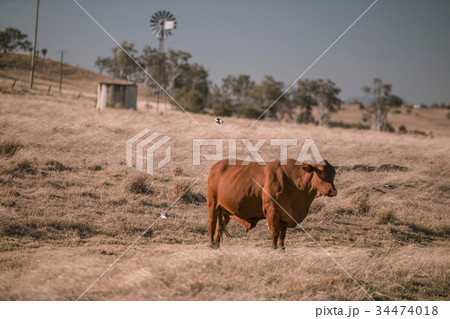 Cow and a windmill in the country 34474018