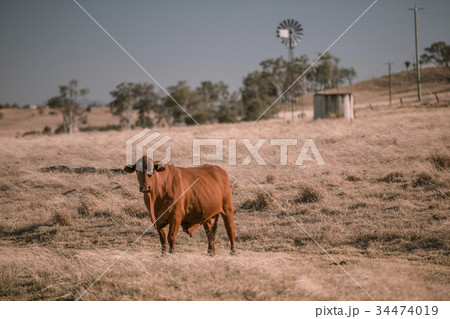 Cow and a windmill in the country 34474019