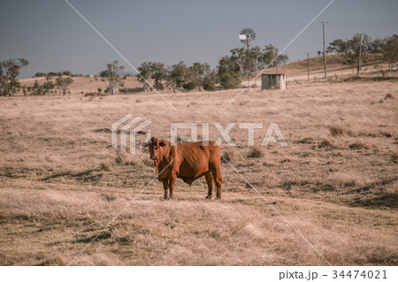 Cow and a windmill in the country 34474021