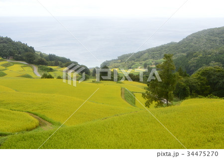 岩首昇竜棚田（新潟県佐渡市岩首地区） 34475270