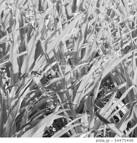 a fild of grass colse up background abstract 34475446