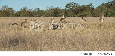 Kangaroos in the countryside Kangaroos in the countryside 34476253