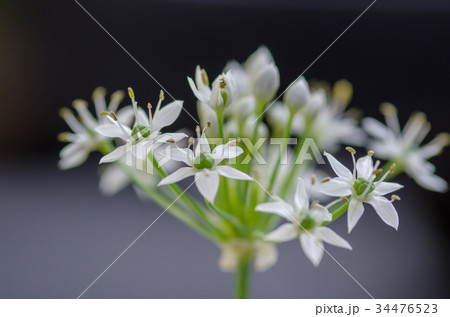 ニラの花 ニラの花 34476523