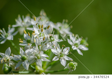 ニラの花 34476524